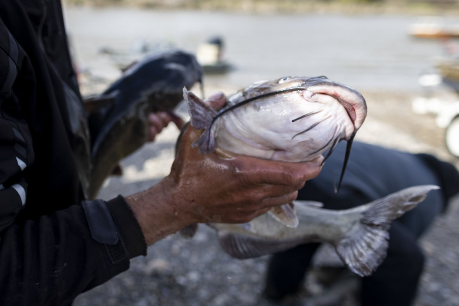 Yellowstone Challenge Catfish Tournament